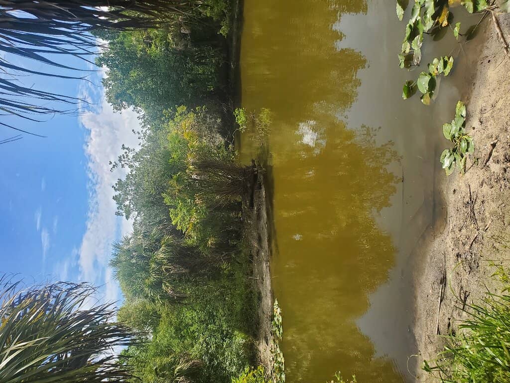 The Bird Blind Experience