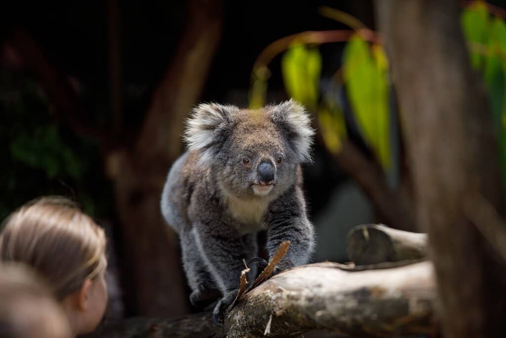 Capybara Feeding Experience