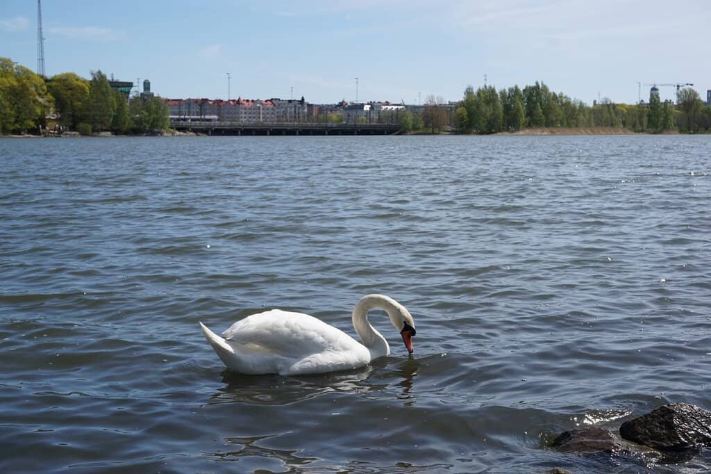 Birdwatching Spots