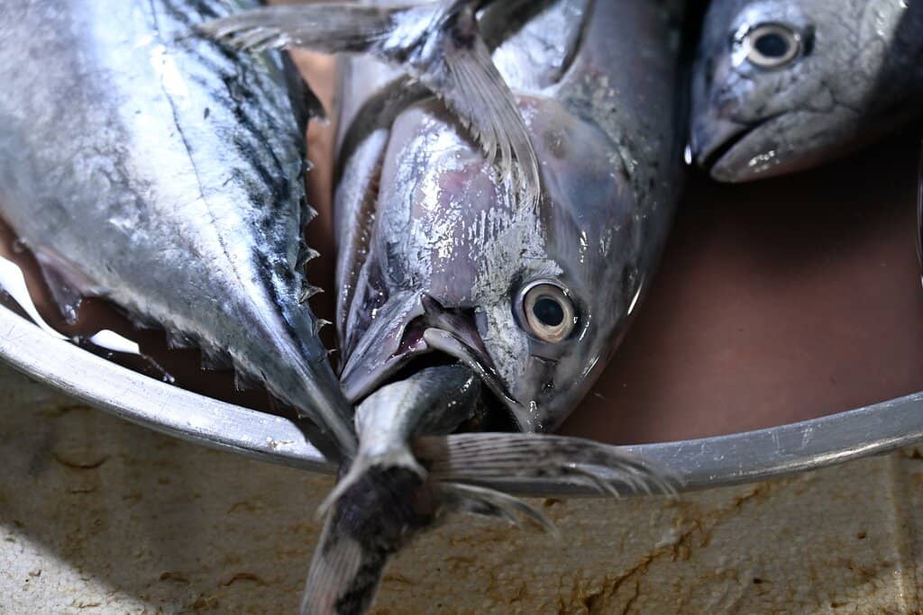 Vibrant Papaya Salad