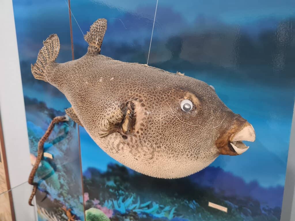 Marine Life Specimens