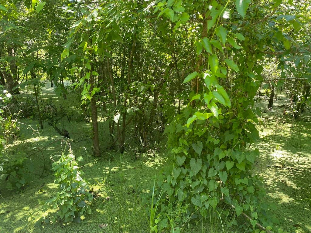 Scenic Boardwalk Trails