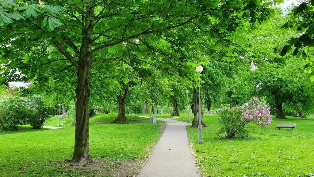 Sports Fields & Open Lawns