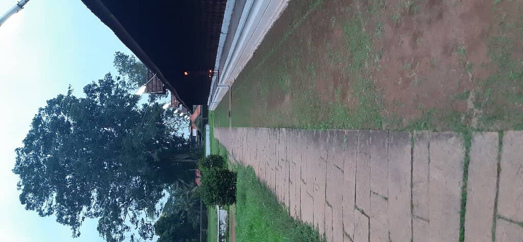 Serene Banyan Tree Environs