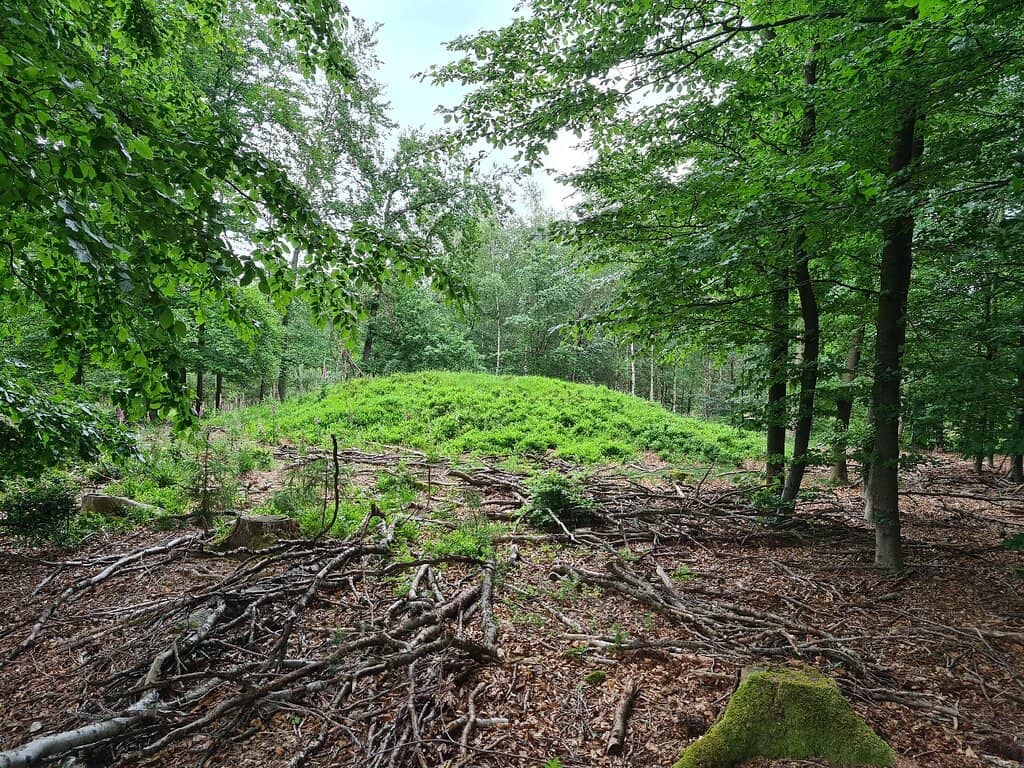The Maze
