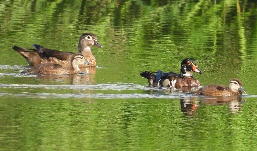 Wildlife Viewing