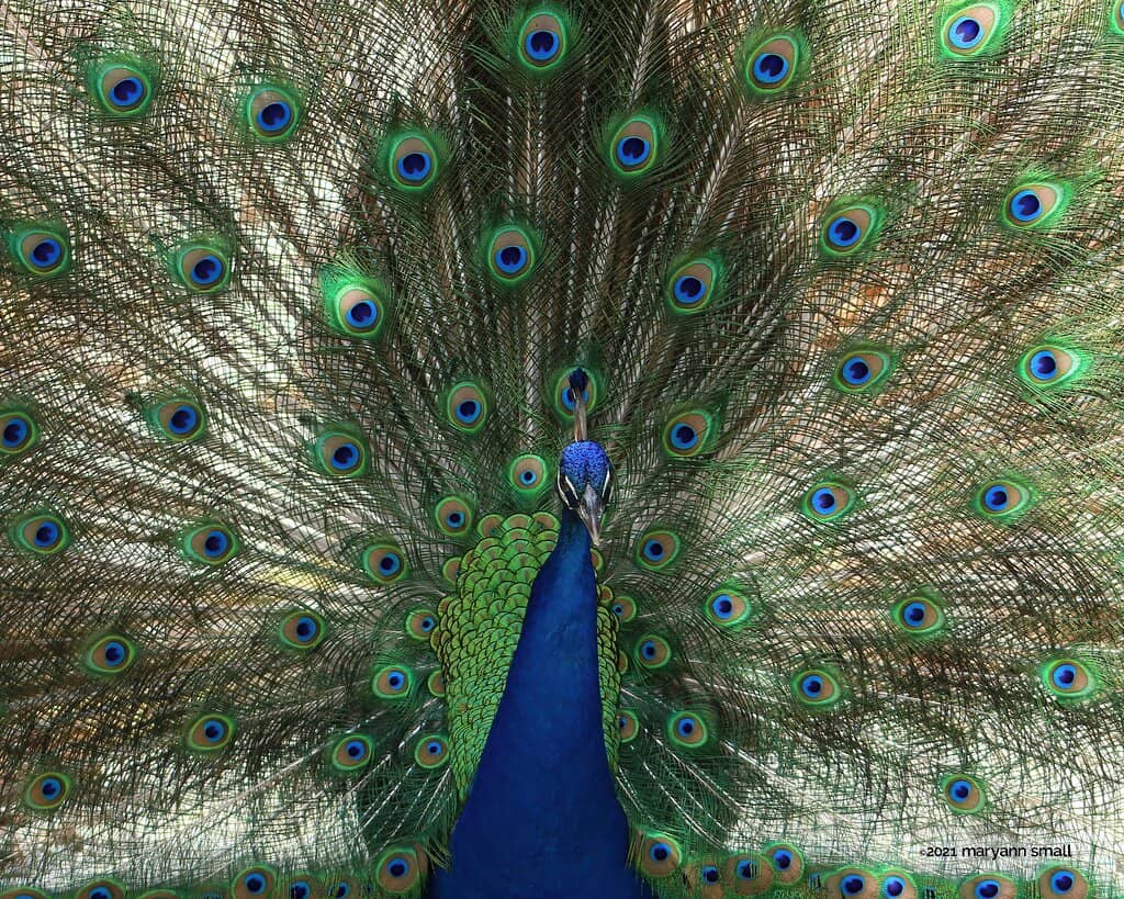 Interactive Animal Experiences