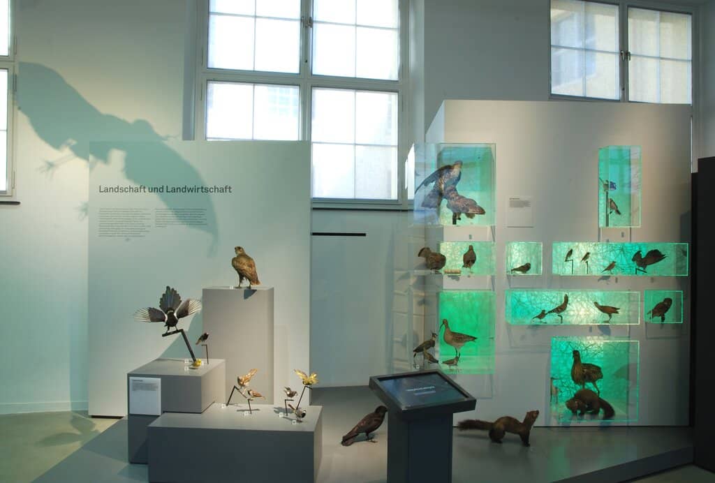 Wildlife Displays
