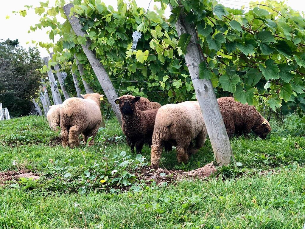Vineyard Views