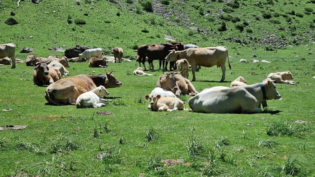 Cinca Waterfall & Meadow