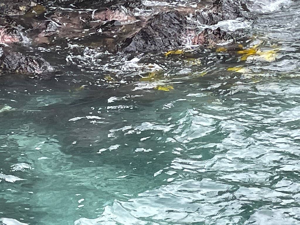 World-Class Snorkeling