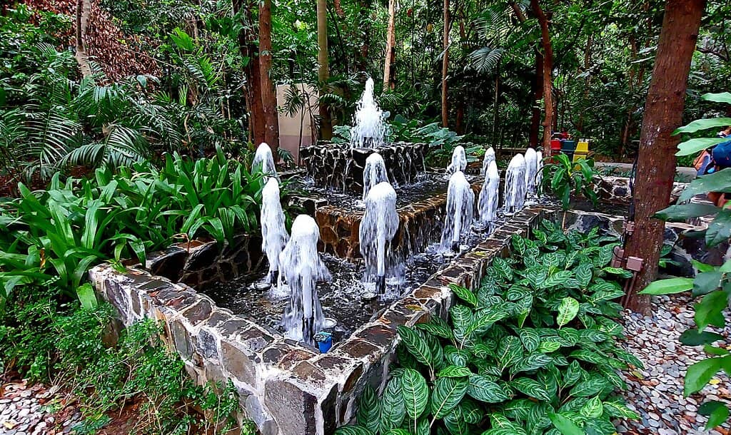 The Koi Pond