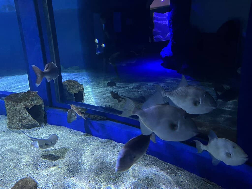 Seahorse Wonders
