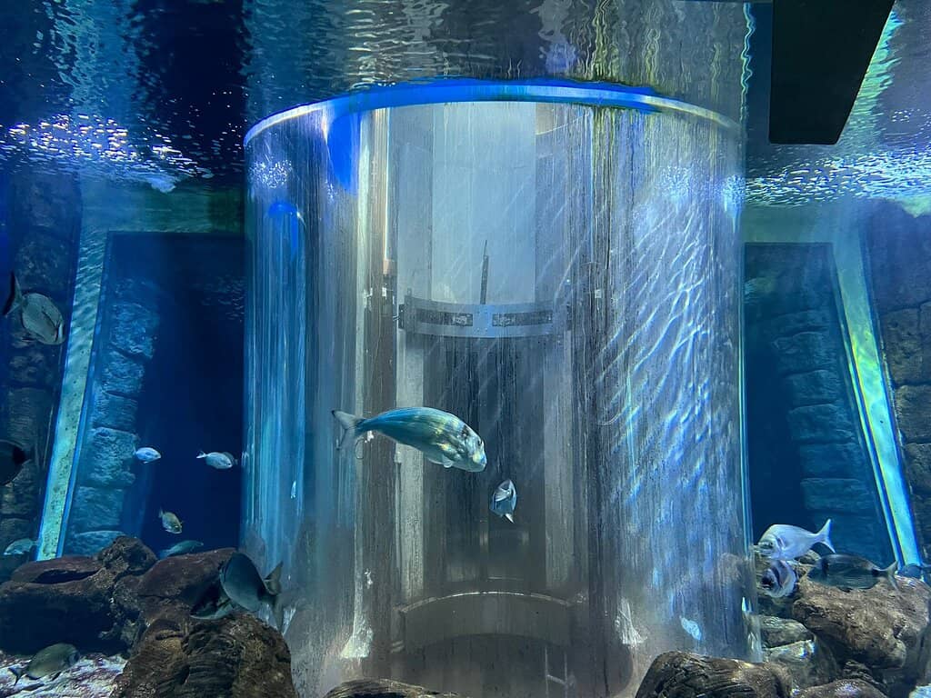 Diverse Mediterranean Fish
