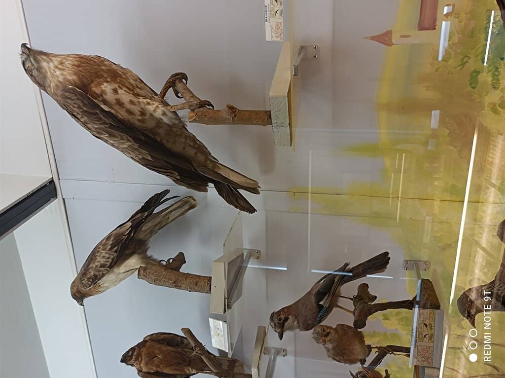 Local History Exhibits