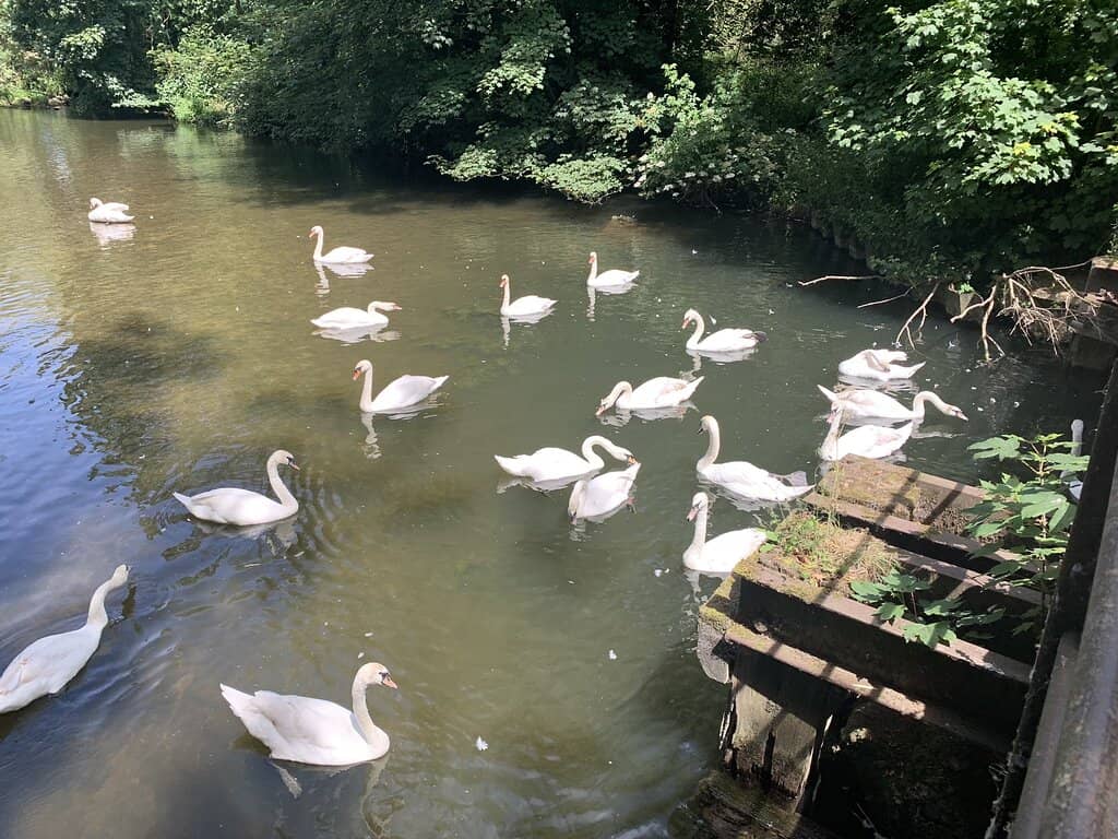 River Stour Wildlife