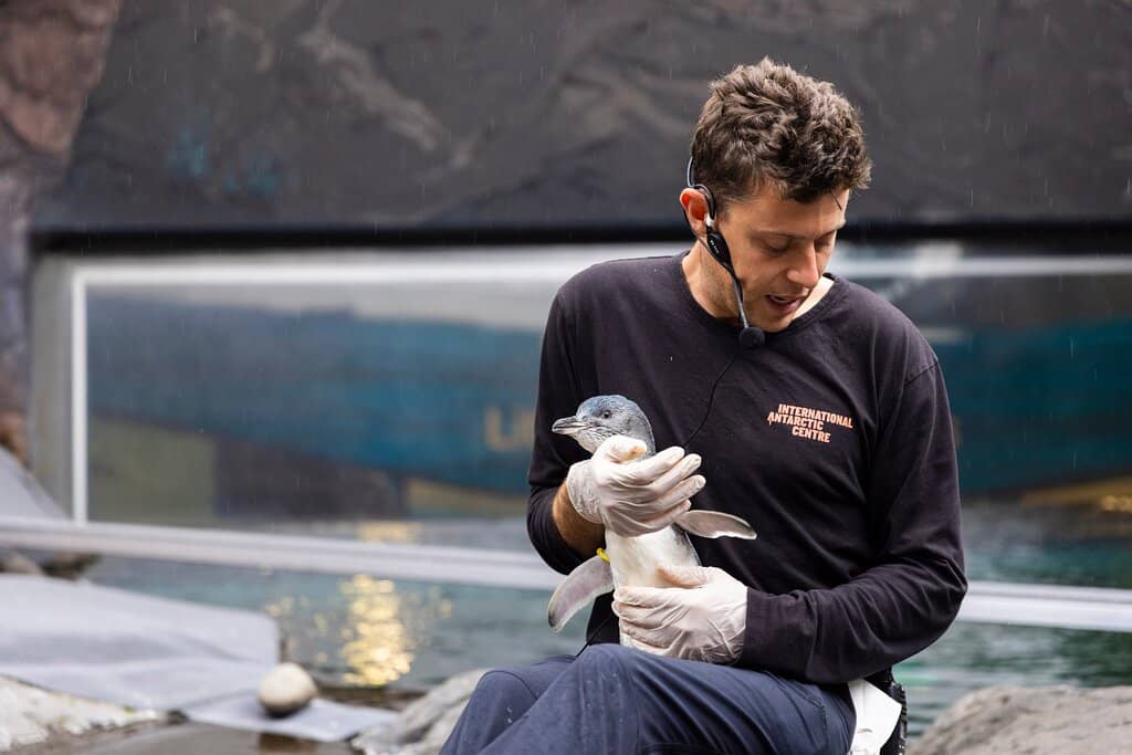 Penguin Feeding & Viewing