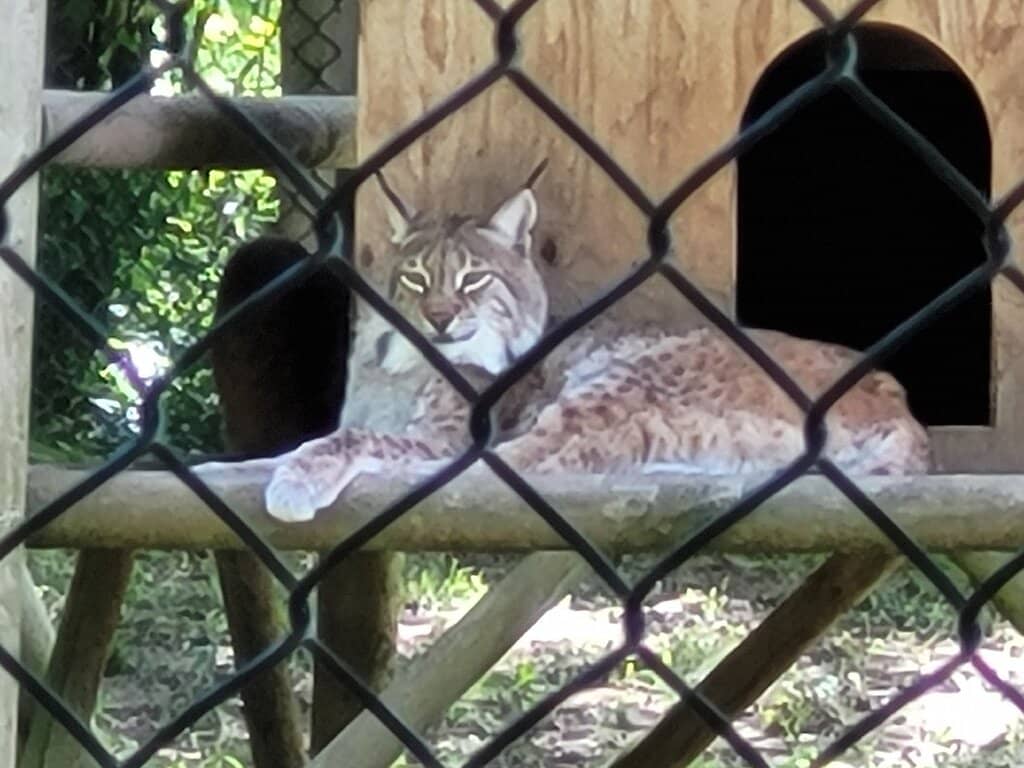 Foxes and Other Mammals