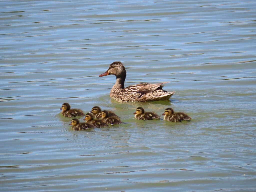 Wildlife Viewing