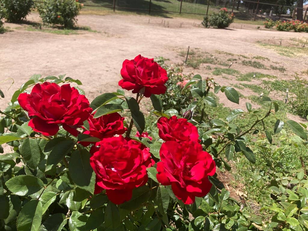 Playgrounds and Train Ride