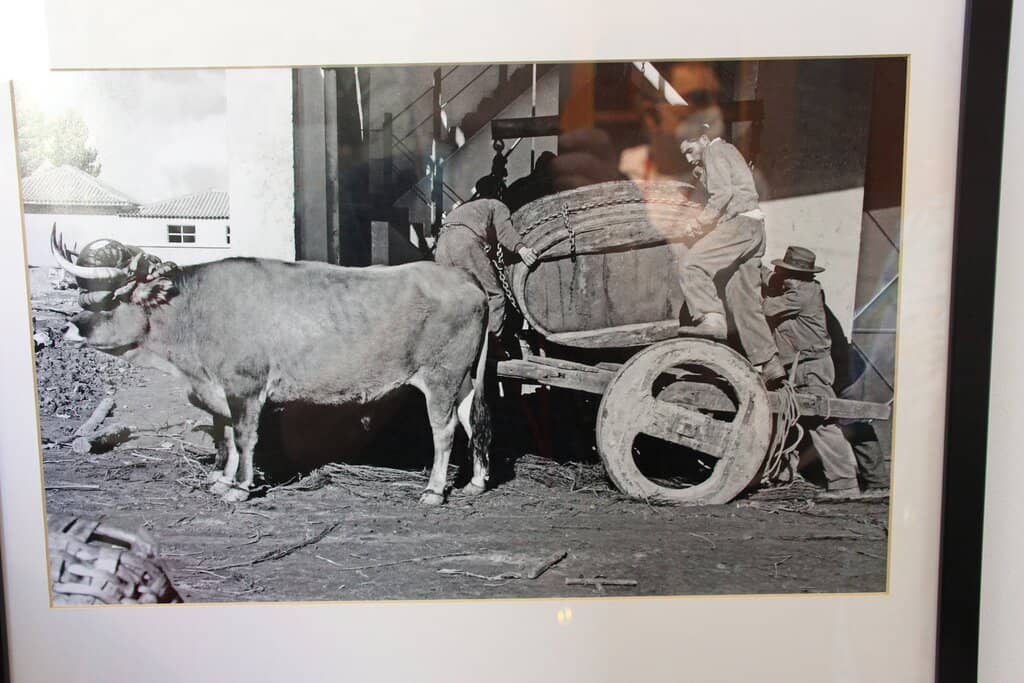 Moscatel Wine Heritage