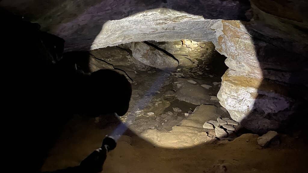 Fossil Discoveries