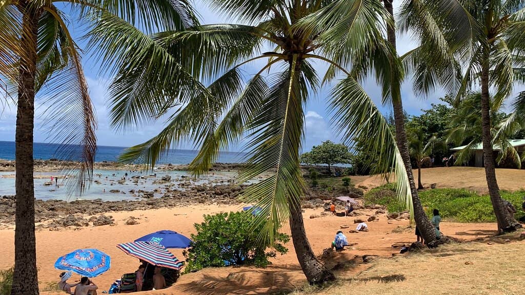 Shark's Cove Snorkeling