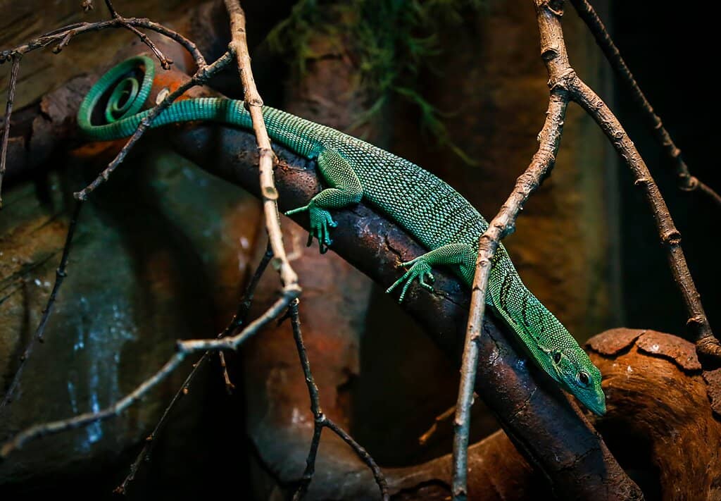 Reptile Encounters