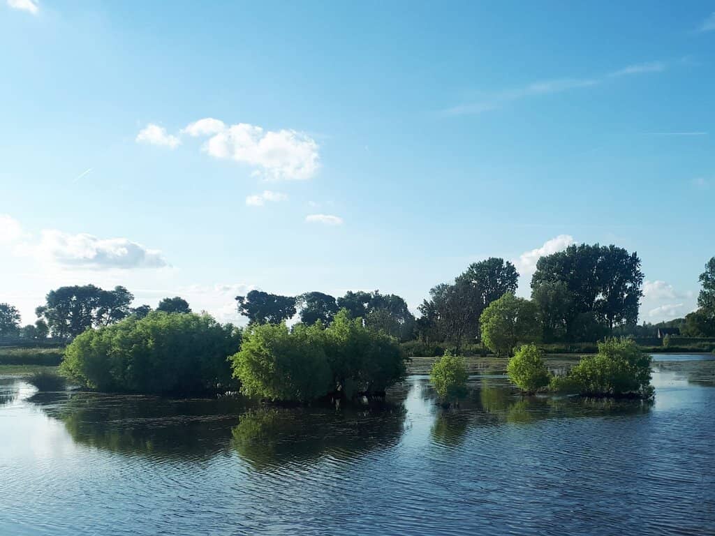 The Weeping Elephant