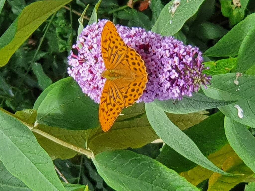 Swallowtail Butterfly