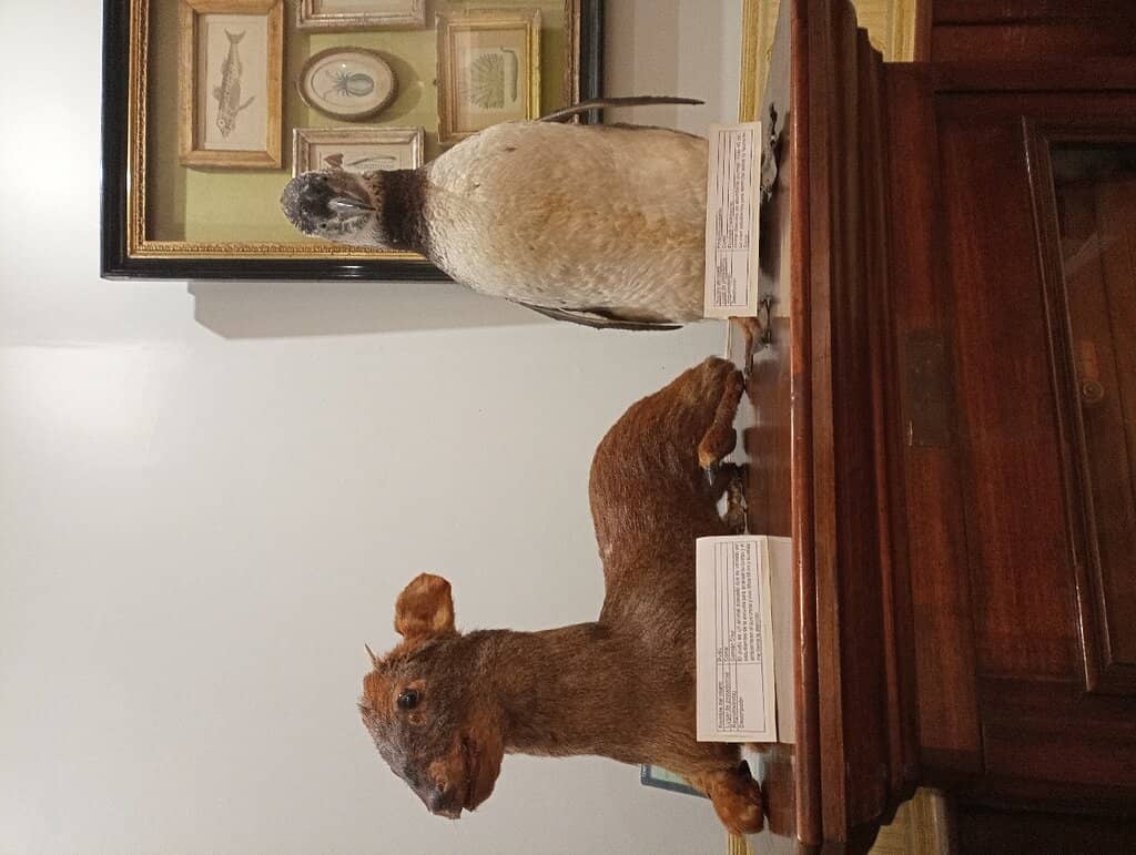 Natural History Collections