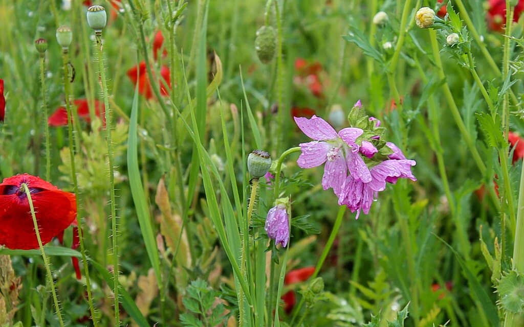 Wildflower Meadows
