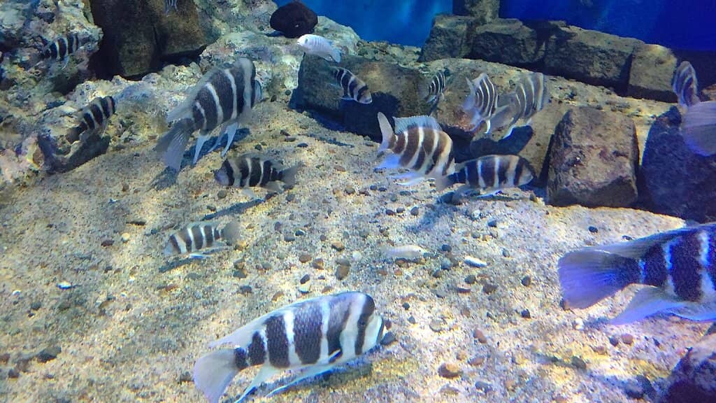 Diverse Fish Collection