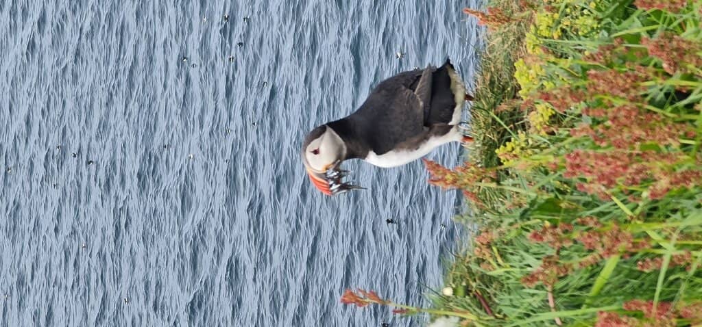 Puffin Paradise
