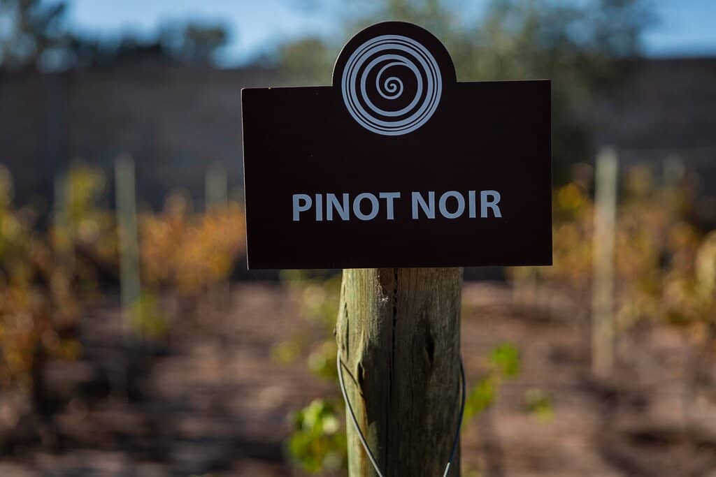 Child-Friendly Vineyard Experience