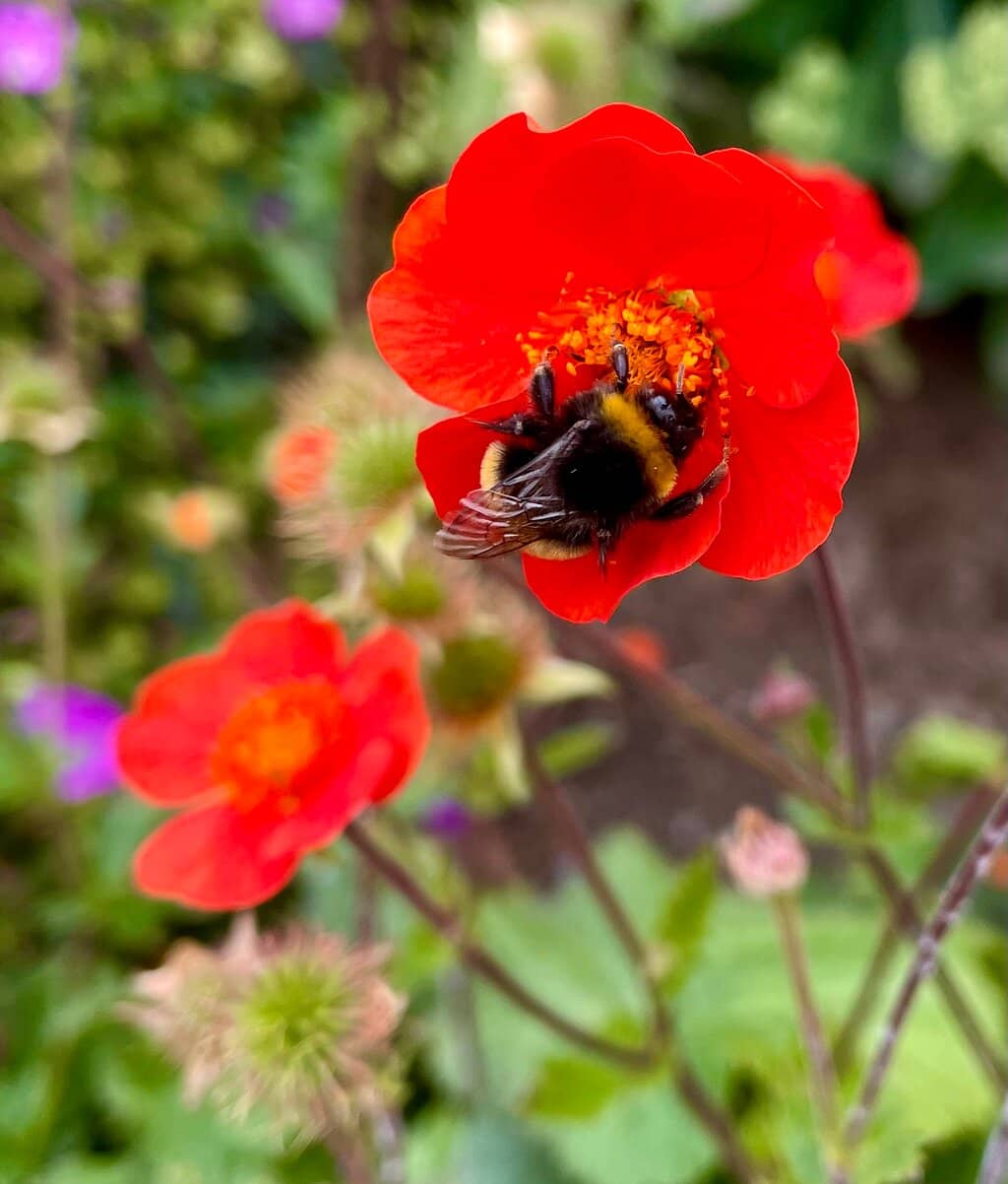 Playgrounds and Open Lawns