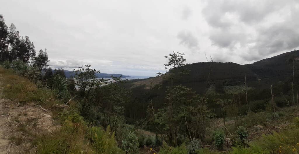 Galicia's Tallest Tree