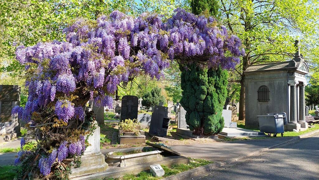 Peaceful Avenues