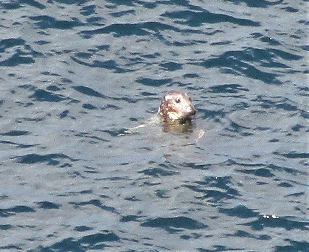 Seal Spotting