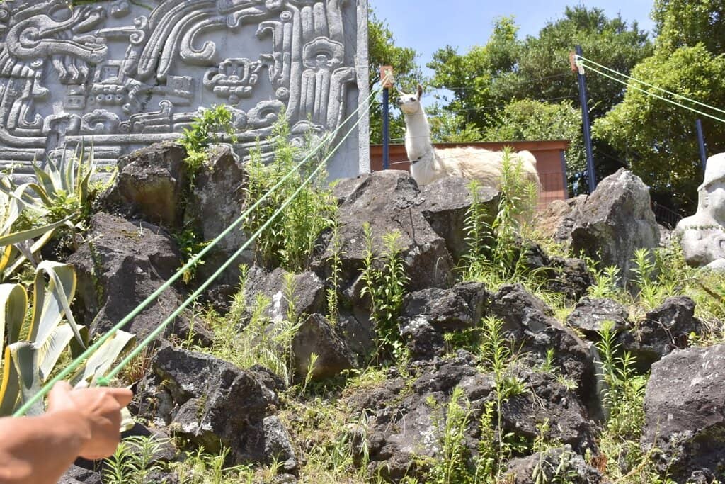 Free-Roaming Animals