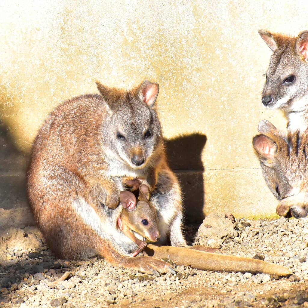 Nocturnal Animal House