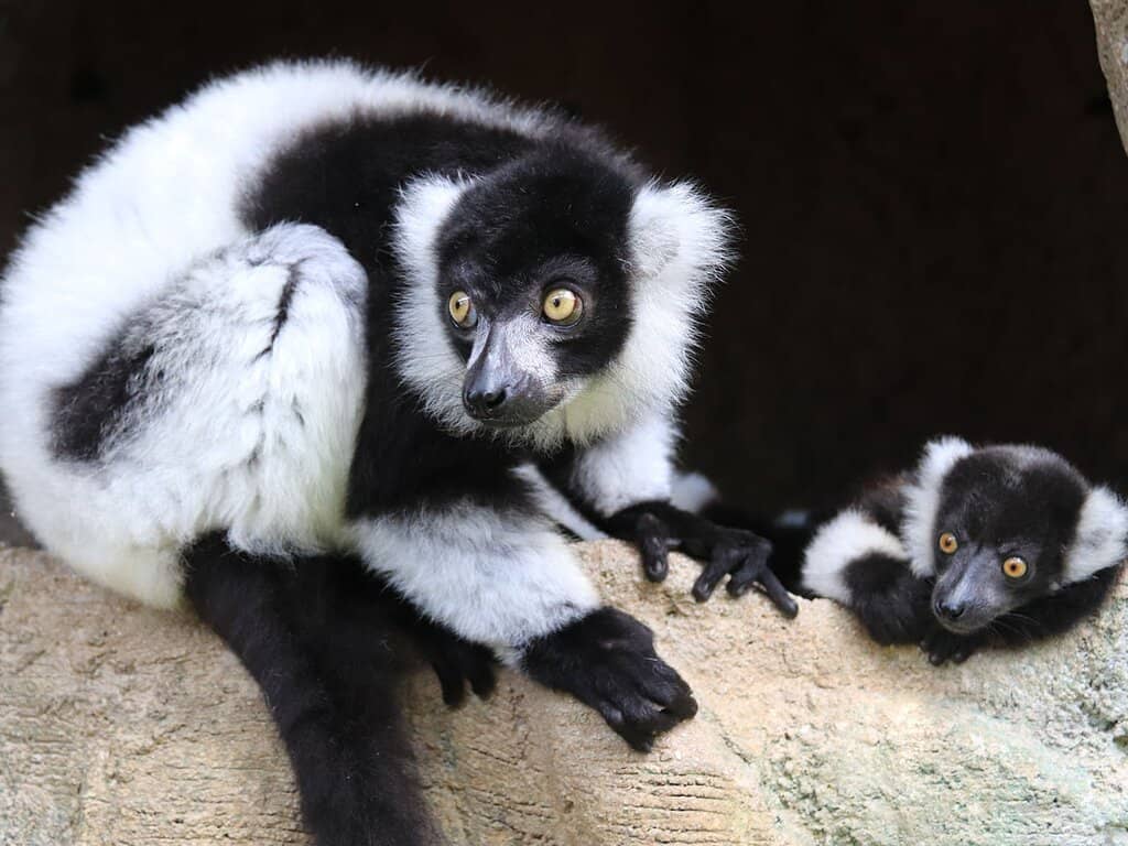 Marine Mammal Encounters