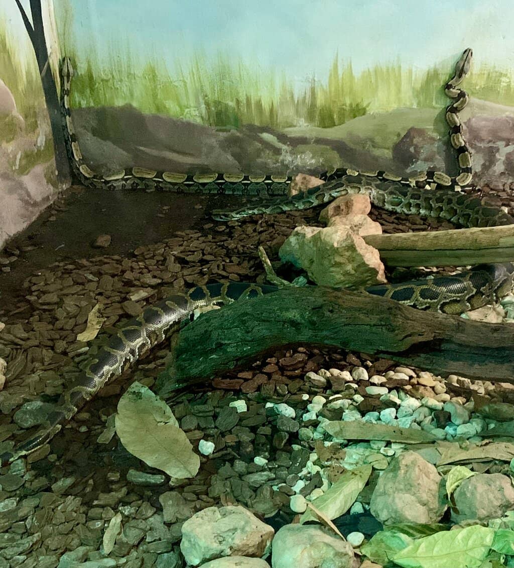 Snake Interaction