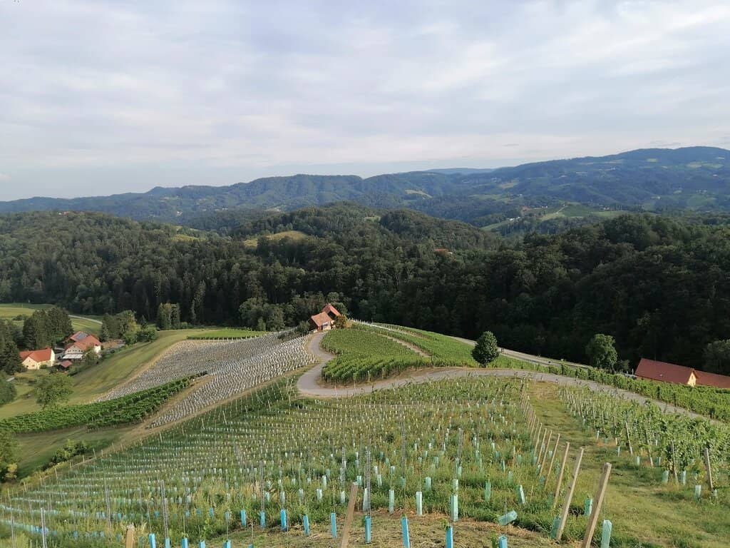 Špičnik Wine Cellar