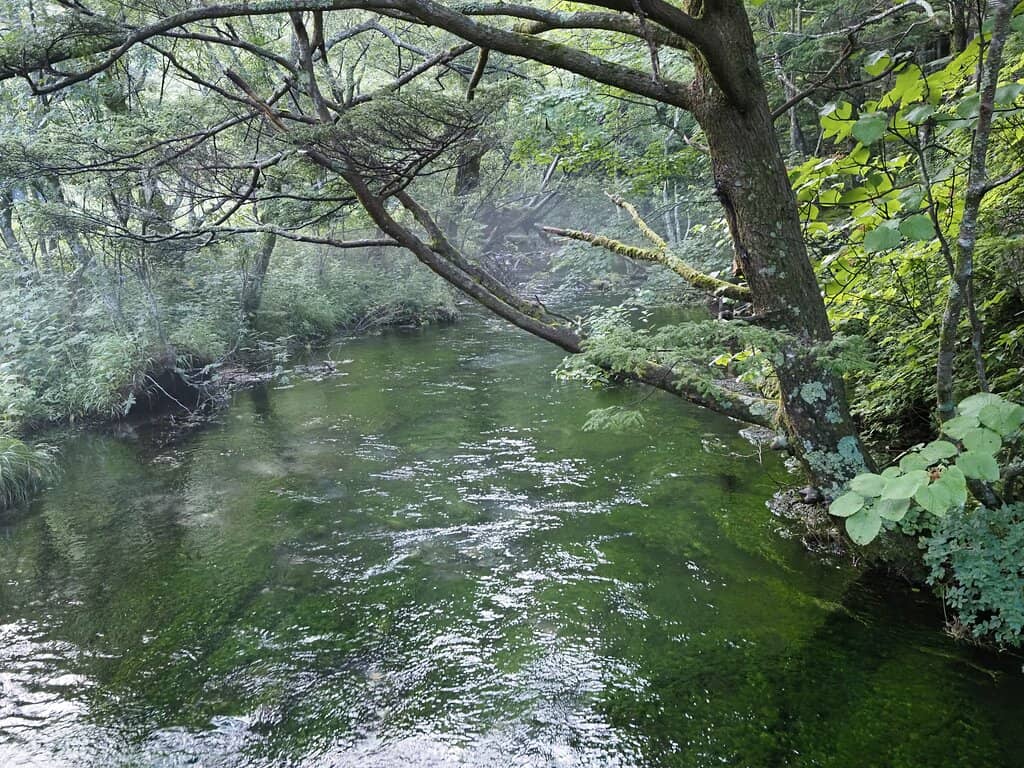 Taisho Pond