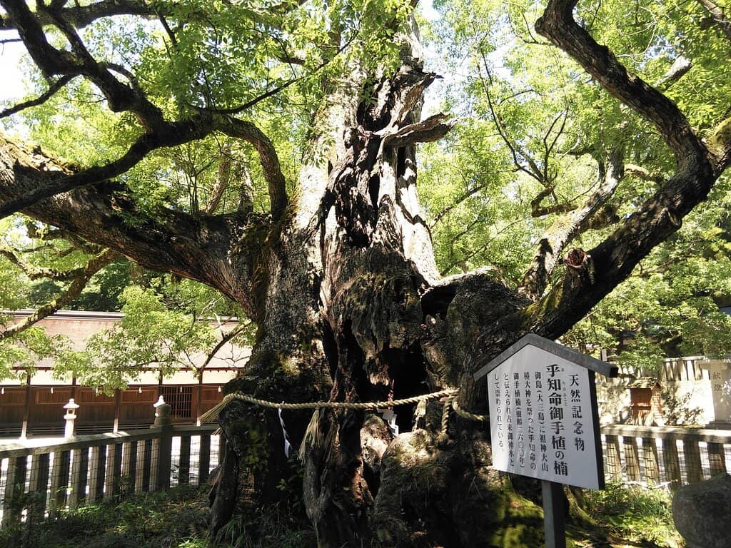 Ancient Camphor Tree