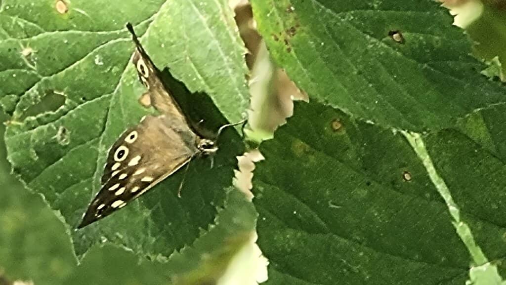 Wild Orchid Spotting