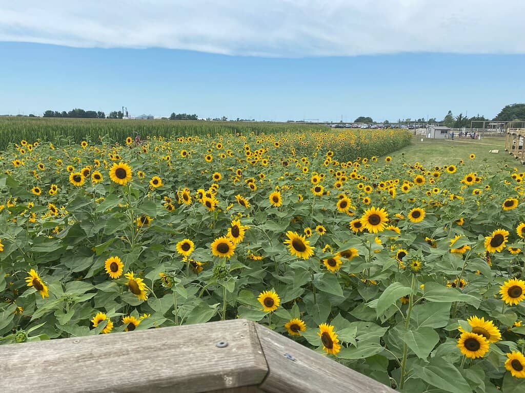 U-Pick Pumpkins & Gourds