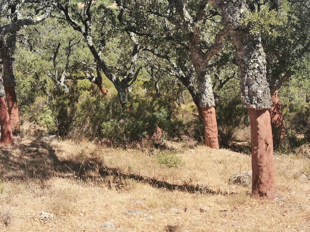 Cañón de las Buitreras