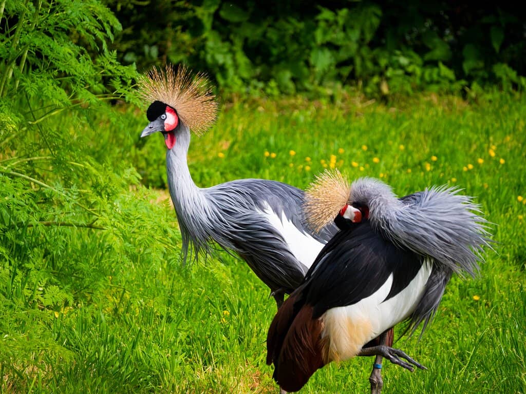 Wildlife Encounters